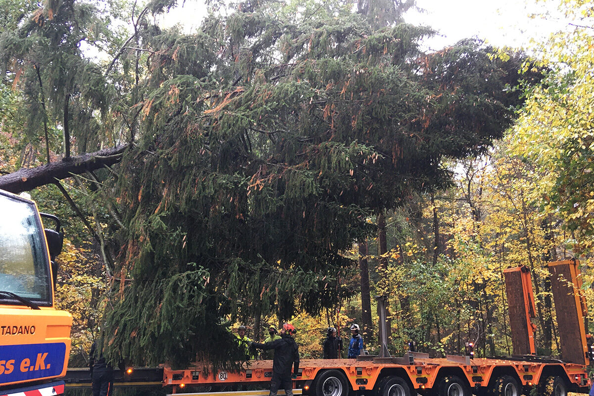 Gefällter Baum bei der Verladung auf einen Transporter